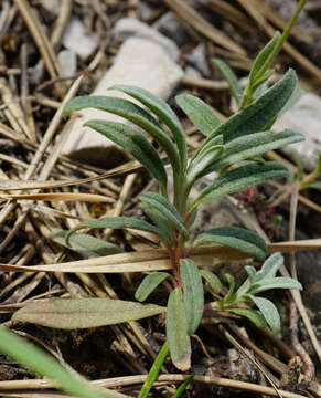 Image of Helianthemum canum (L.) Baumg.