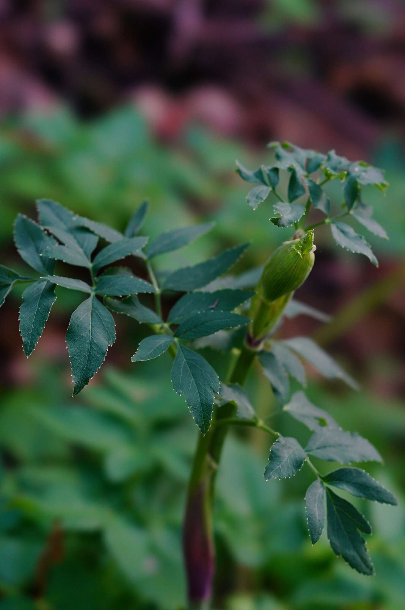 Image of California angelica