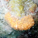 Image de Stomozoa australiensis Kott 1990