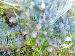 Image of hiddenflower phacelia