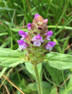 صورة Prunella vulgaris subsp. lanceolata (W. P. C. Barton) Piper & Beattie