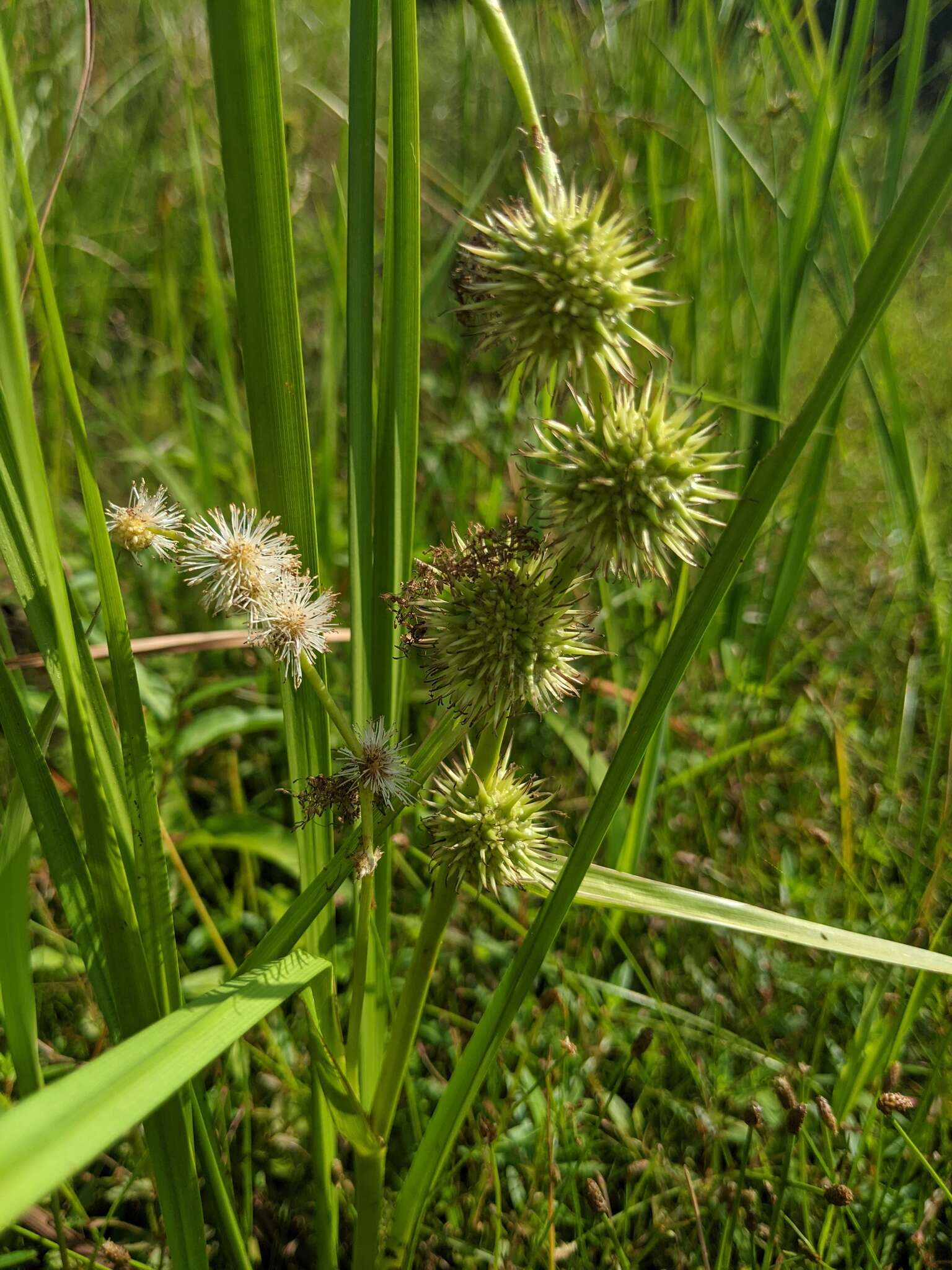 Sivun Sparganium androcladum (Engelm.) Morong kuva