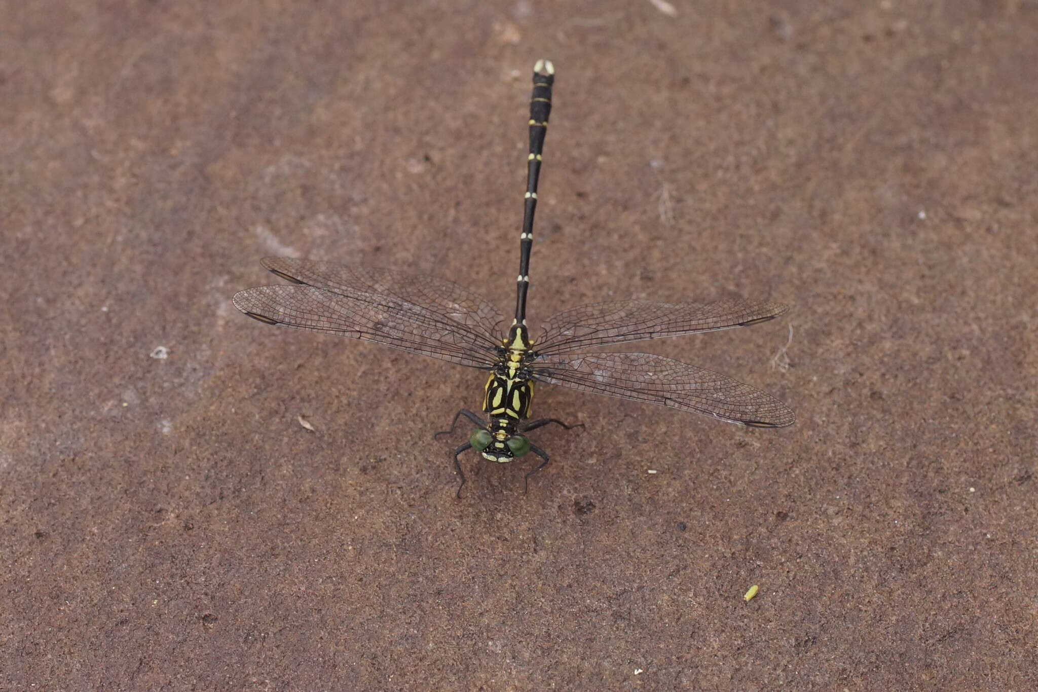 Image of Hemigomphus gouldii (Selys 1854)