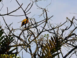 صورة Oriolus xanthornus ceylonensis Bonaparte 1850