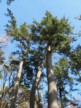 Image of Japanese Black Pine