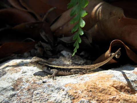 Image of Yellow-spotted Spiny Lizard