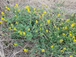 Image of smallflower fumewort