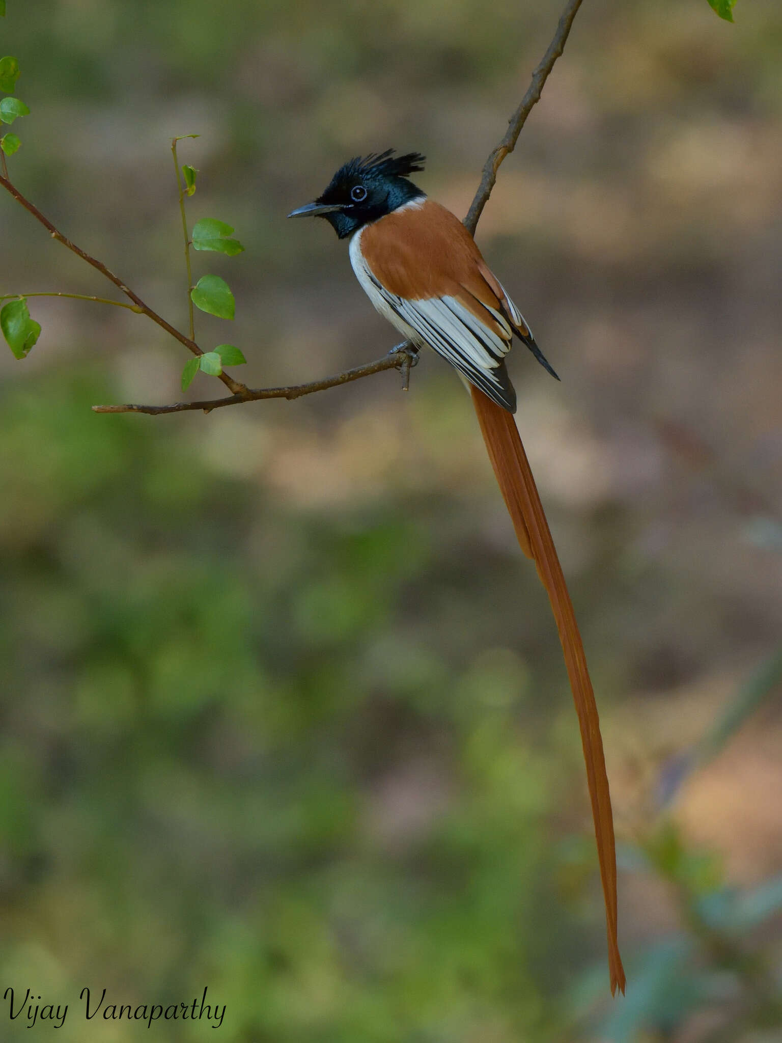 Image of Asian Paradise-Flycatcher