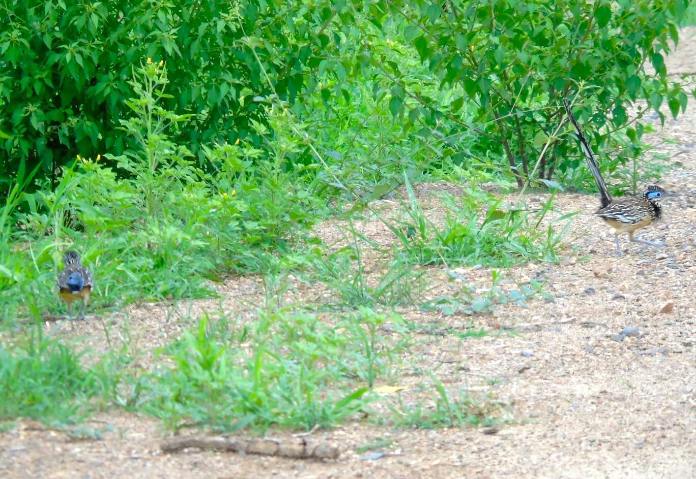 Image of Lesser Roadrunner