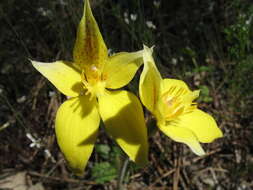 Image of Caladenia flava subsp. flava