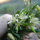 Image de Heliophila brachycarpa Meisn.