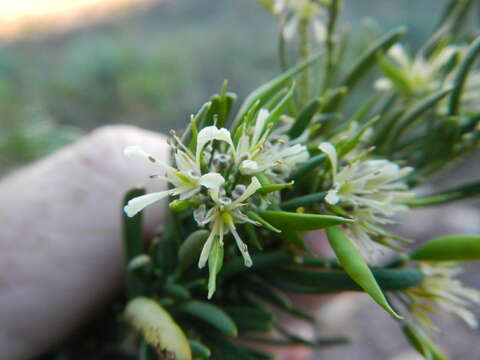 Image de Heliophila brachycarpa Meisn.