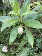 Image of Kokee Island-Loosestrife