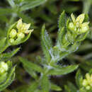 Plancia ëd Galium stebbinsii subsp. siskiyouense (Ferris)