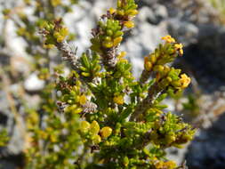 Image of saltwater bush