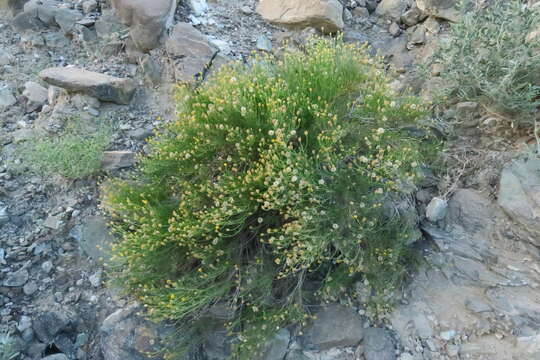 Plancia ëd Pulicaria glutinosa (Boiss.) Jaub. & Spach