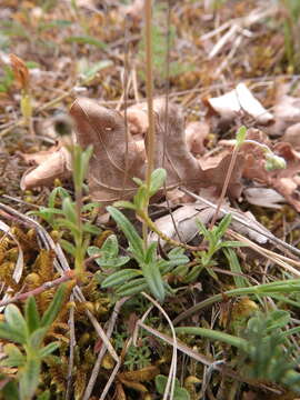 Image of Helianthemum canum (L.) Baumg.