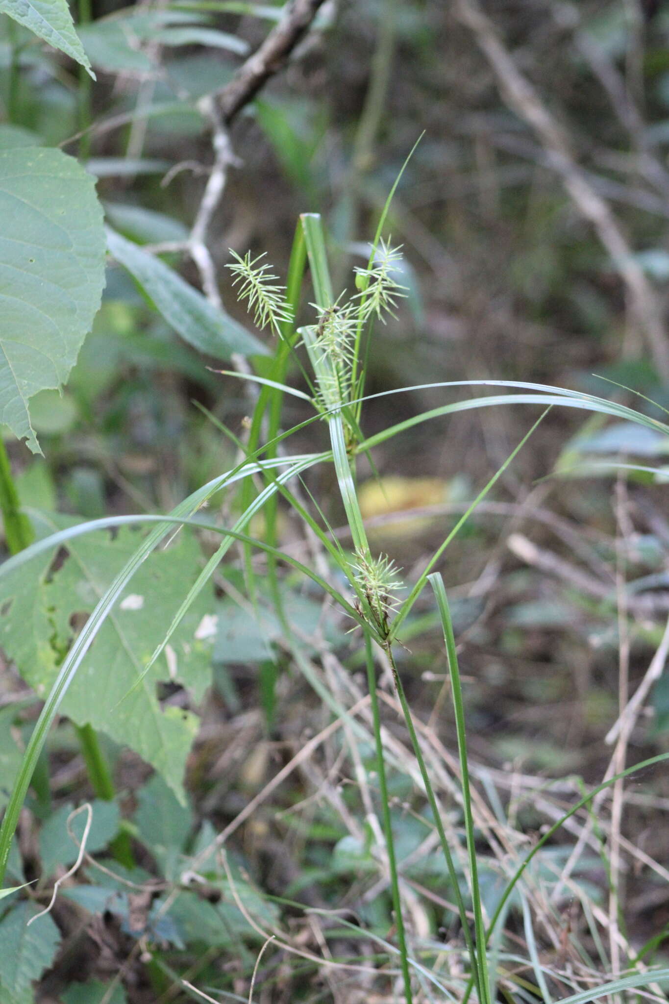 Image of Reflexed Flat Sedge