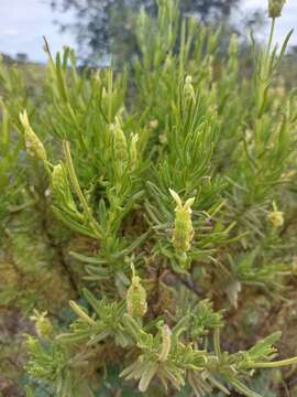 Image of Lavandula viridis L'Hér.