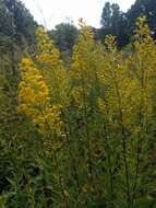 Image of showy goldenrod