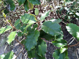 Image of Olearia furfuracea (A. Rich. & Lesson) Hook. fil.