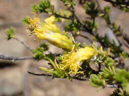 Image of Pteronia empetrifolia DC.