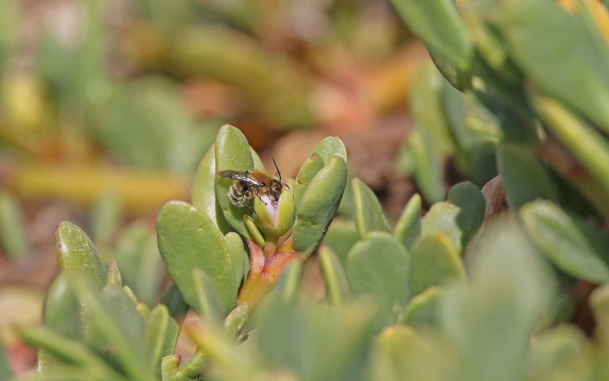 Image of Osmia latreillei (Spinola 1806)