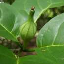 Image of Grevea madagascariensis Baill.