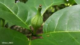 Image of Grevea madagascariensis Baill.