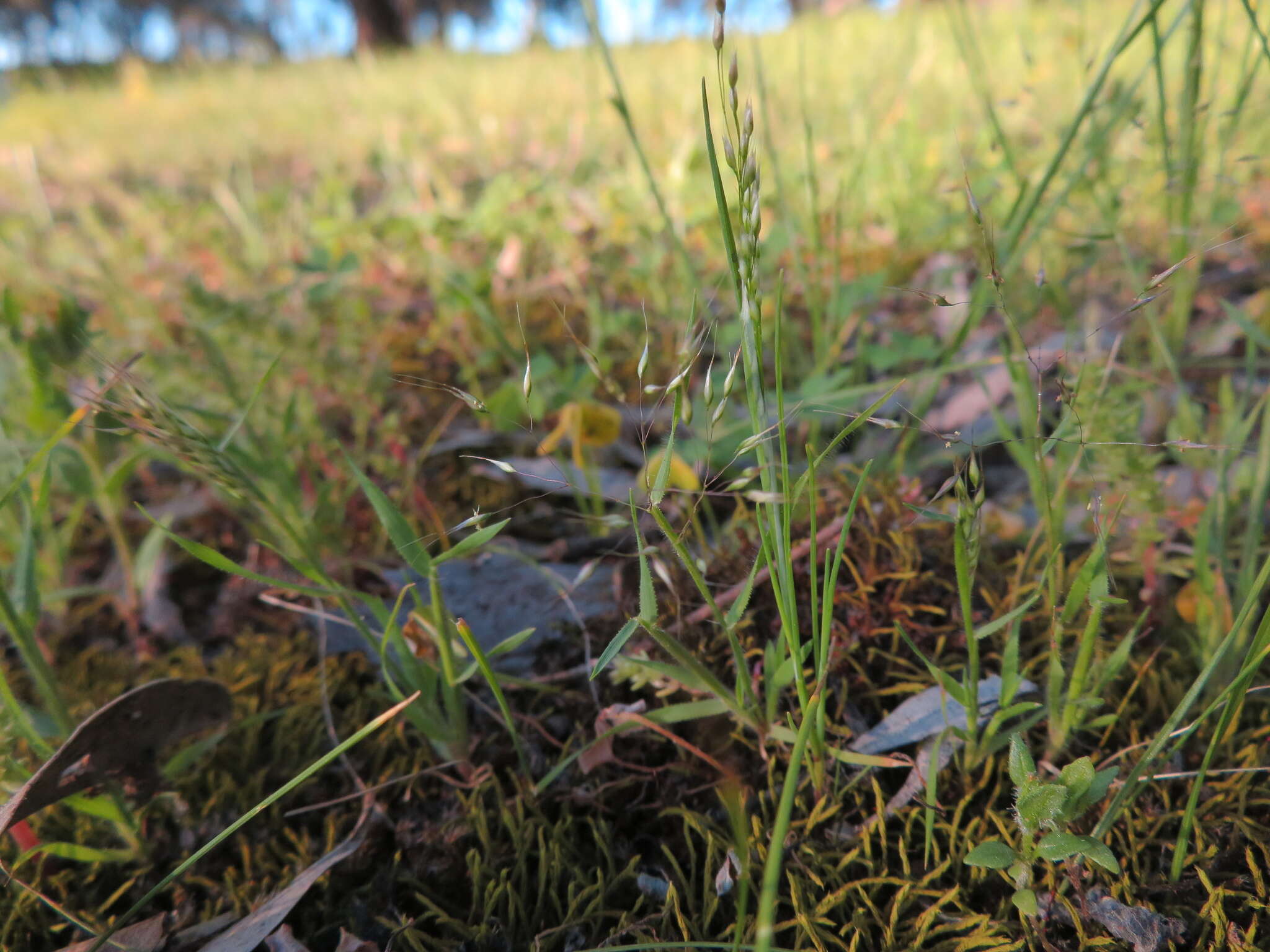 Plancia ëd Pentameris airoides (Nees) Steud.