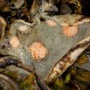 Image of illosporium lichen
