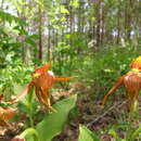 Imagem de Cypripedium shanxiense S. C. Chen