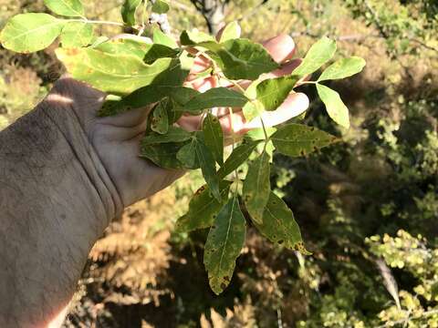 Image of velvet ash