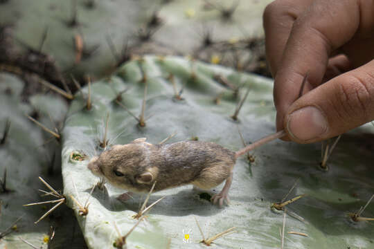 Image de Souris à poche soyeuse