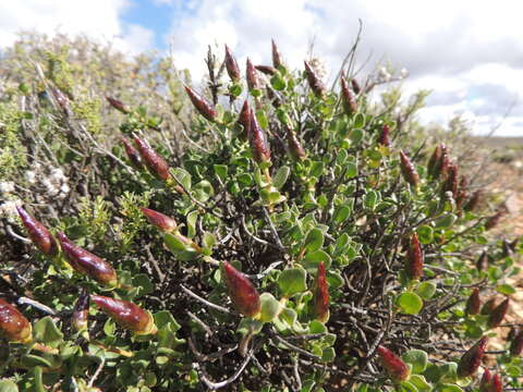 صورة Pteronia adenocarpa Harv.