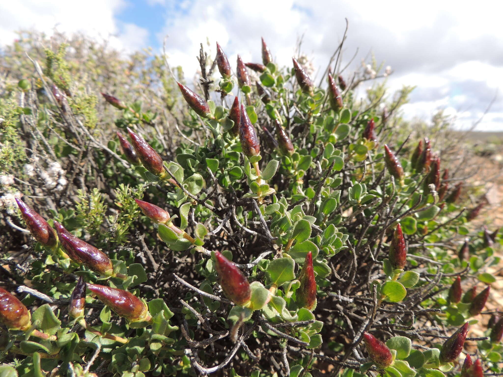 Image of Pteronia adenocarpa Harv.