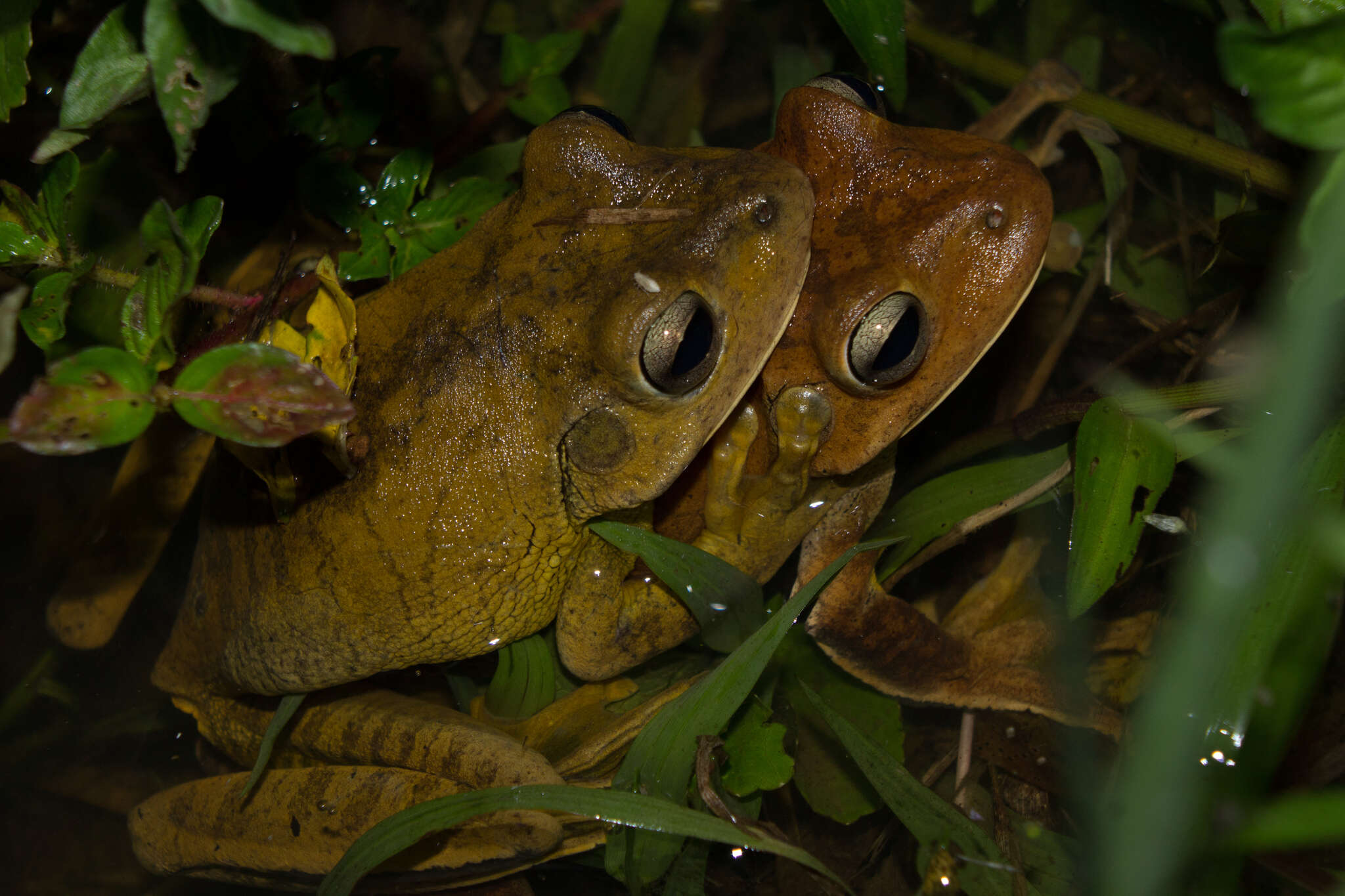 Image of Blacksmith tree frog