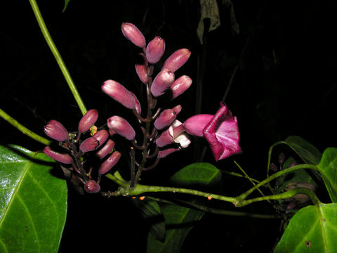 Image of <i>Martinella obovata</i> (Kunth) Bureau & Schumann