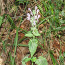Image of Scutellaria columnae All.