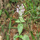 Scutellaria columnae All. resmi