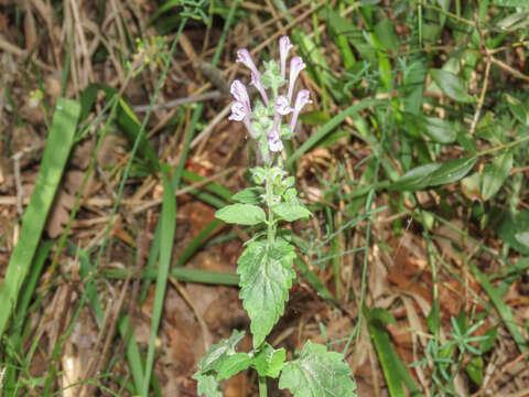 Image of Scutellaria columnae All.