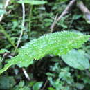 Image of Laportea bulbifera (Sieb. & Zucc.) Wedd.