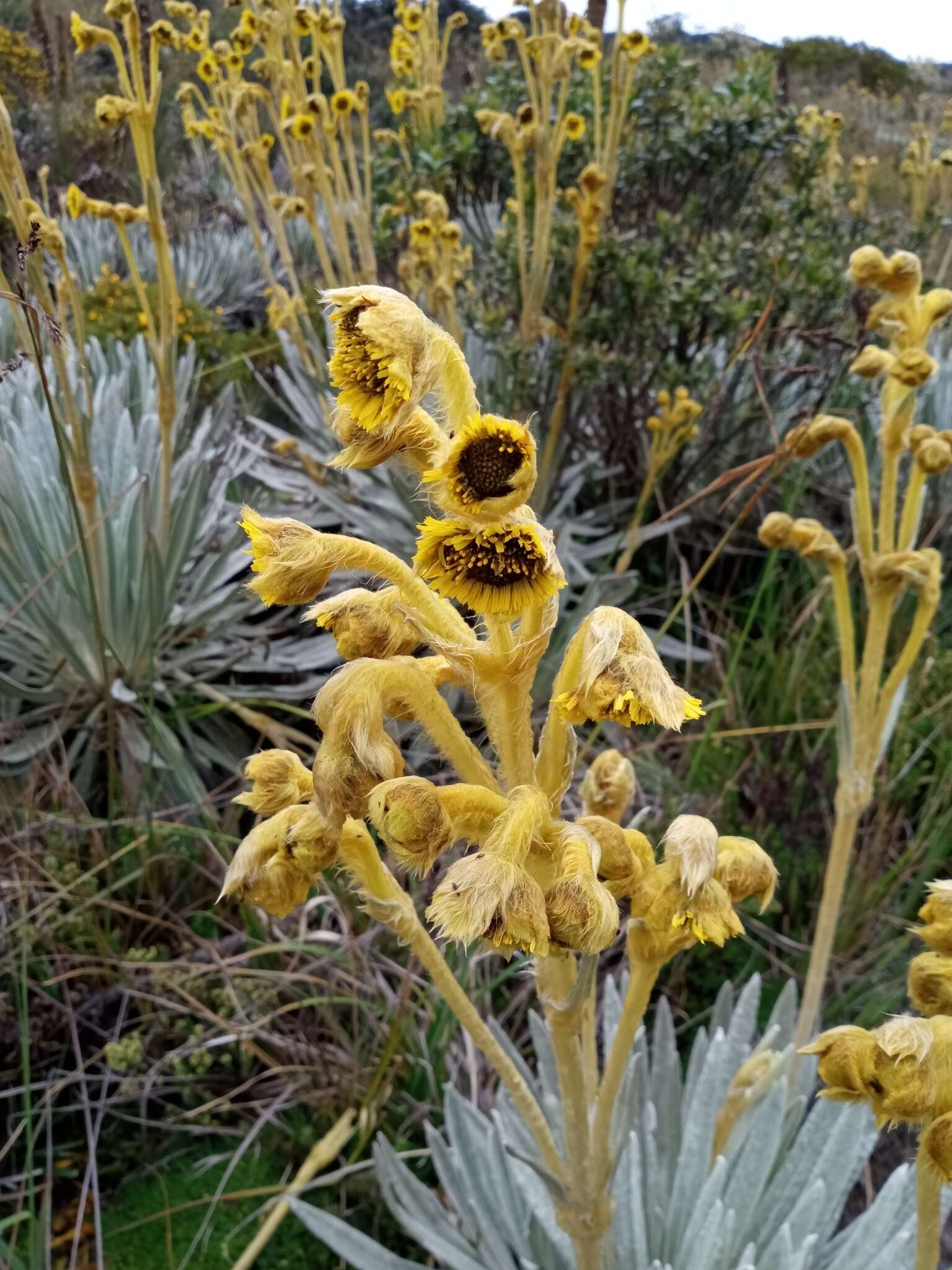 Image of Espeletia chocontana Cuatrec.