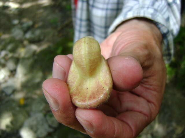 Plancia ëd Aristolochia veracruzana J. Ortega Ortiz