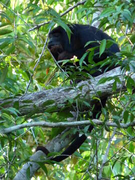 Sivun Alouatta discolor (Spix 1823) kuva