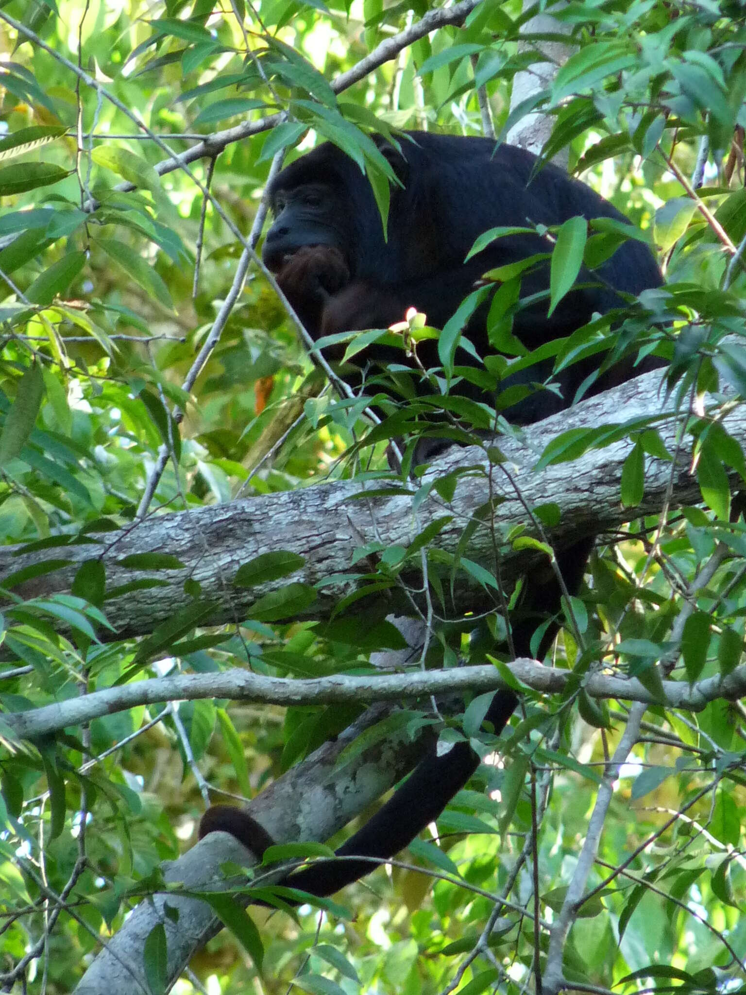 Image of Red-handed Howling Monkey