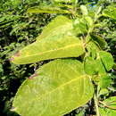 صورة Commiphora grandifolia Engl.