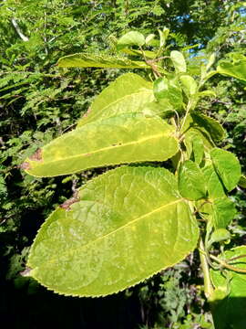 Sivun Commiphora grandifolia Engl. kuva