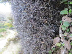 Image de Corokia