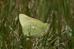 Image of Sierra Green Sulphur